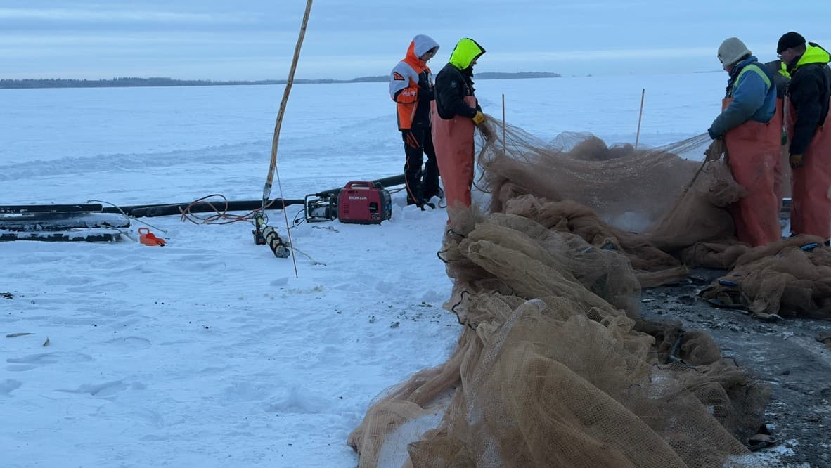 Kalastajat vetävät verkkoja jäällä Suomessa, tuoretta kalaa suoraan järvestä